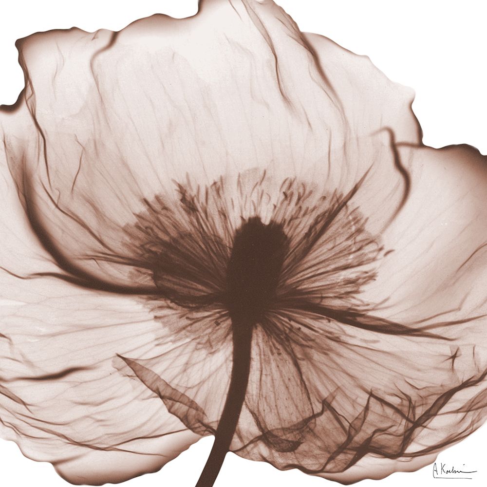 Magnolia Mocha Beauty 2 art print by Albert Koetsier for $57.95 CAD