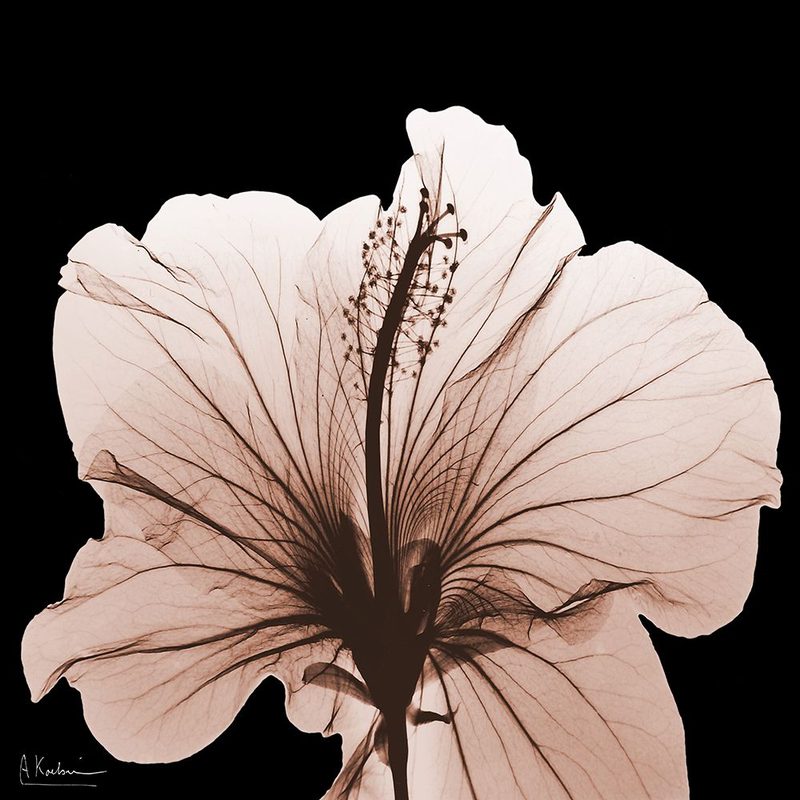 Tasty Mocha Hibiscus 1 V2 art print by Albert Koetsier for $57.95 CAD