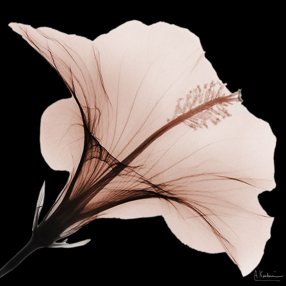 Tasty Mocha Hibiscus 2 V2 art print by Albert Koetsier for $57.95 CAD