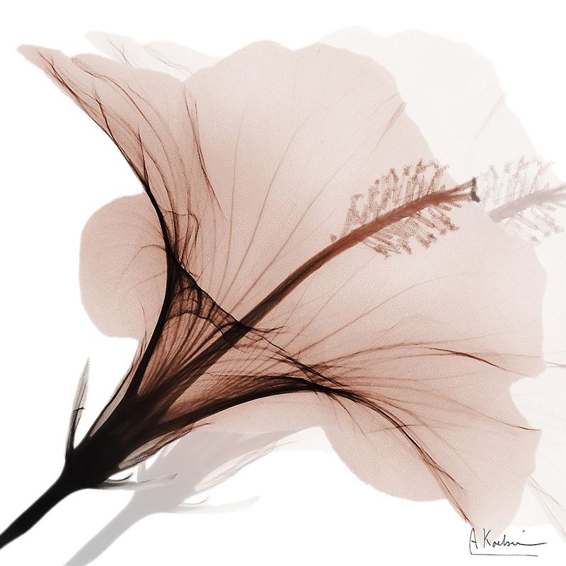 Tasty Mocha Hibiscus 2 art print by Albert Koetsier for $57.95 CAD