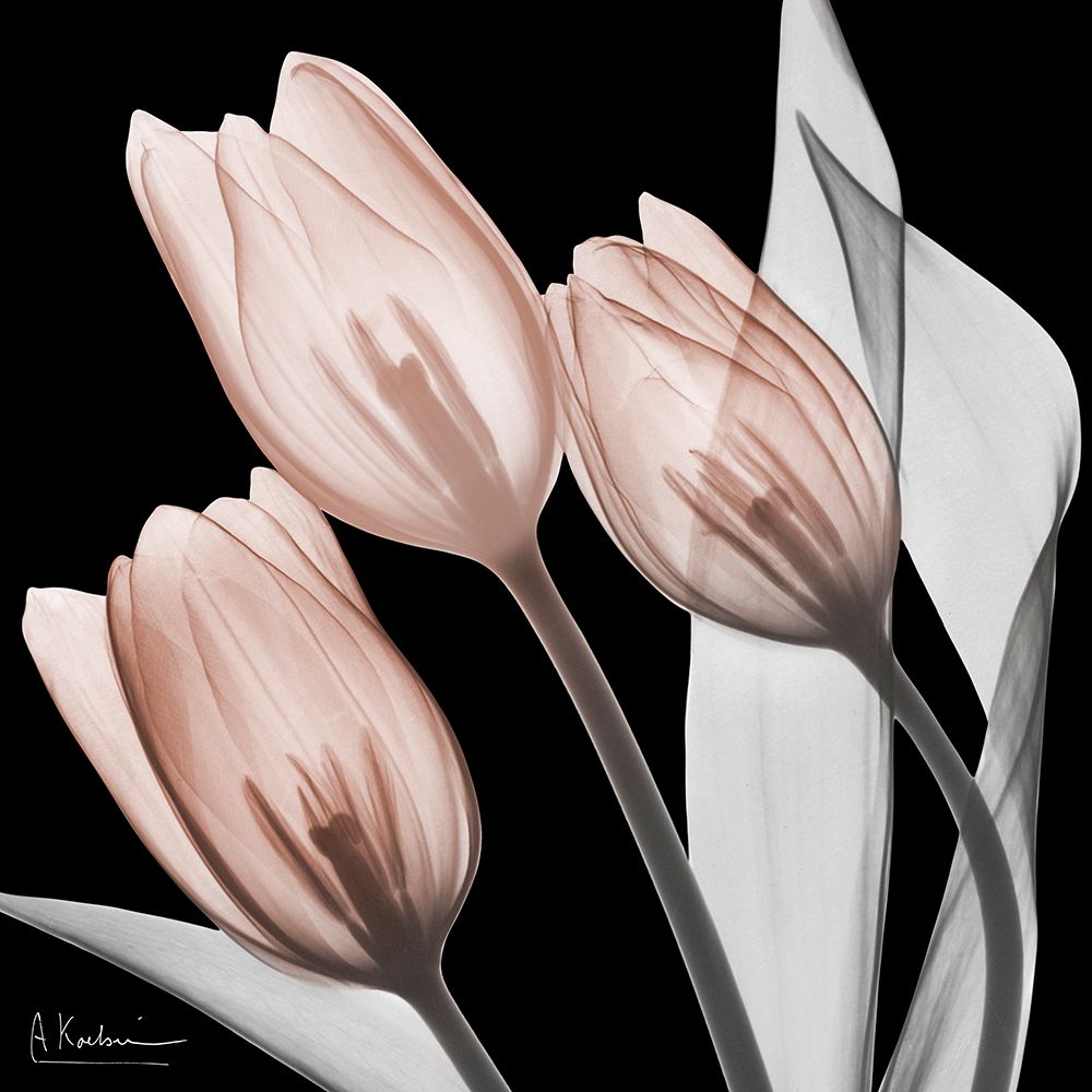 Splendid Mocha Tulips 1 V2 art print by Albert Koetsier for $57.95 CAD