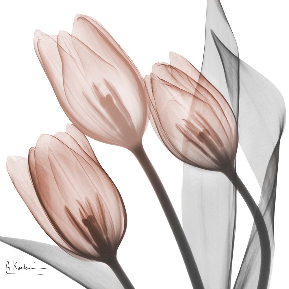 Splendid Mocha Tulips 1 art print by Albert Koetsier for $57.95 CAD