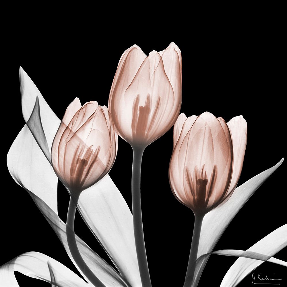 Splendid Mocha Tulips 2 V2 art print by Albert Koetsier for $57.95 CAD