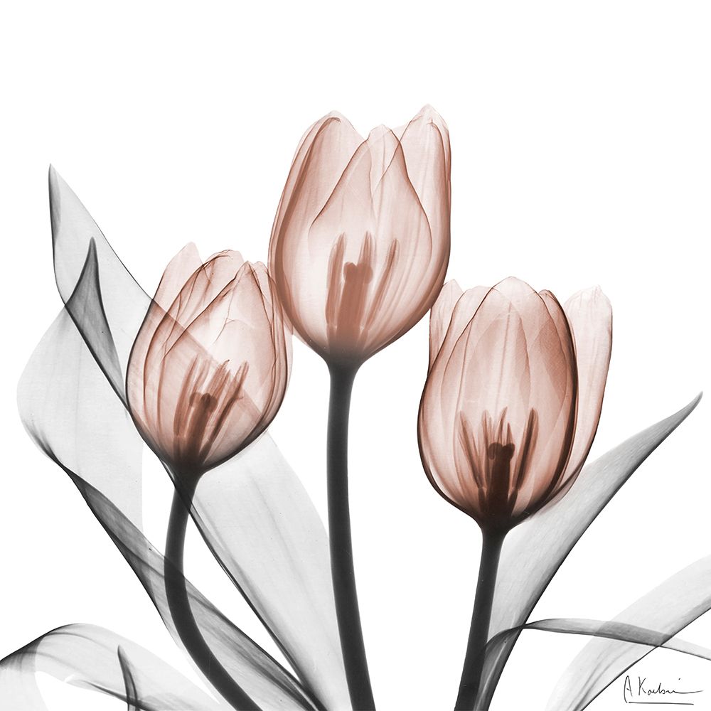 Splendid Mocha Tulips 2 art print by Albert Koetsier for $57.95 CAD