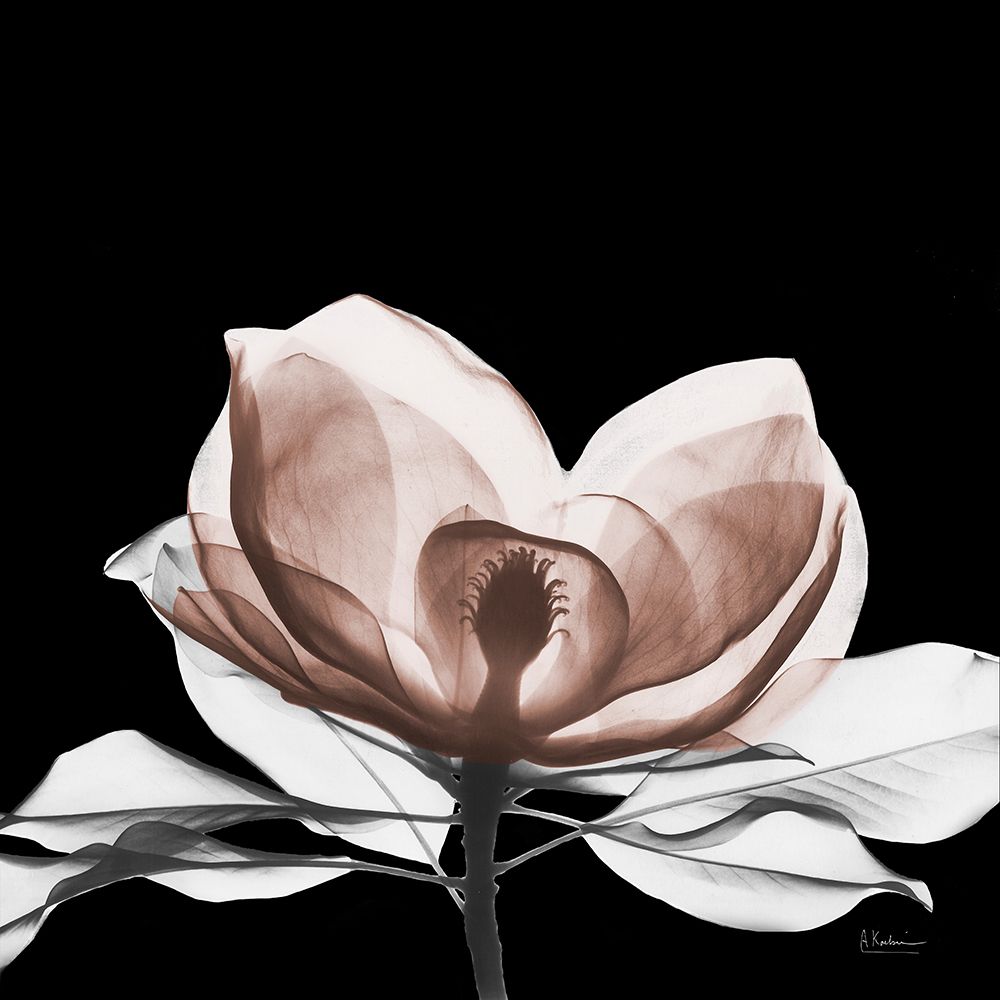 Mocha Magnolia Bloom 1 V2 art print by Albert Koetsier for $57.95 CAD
