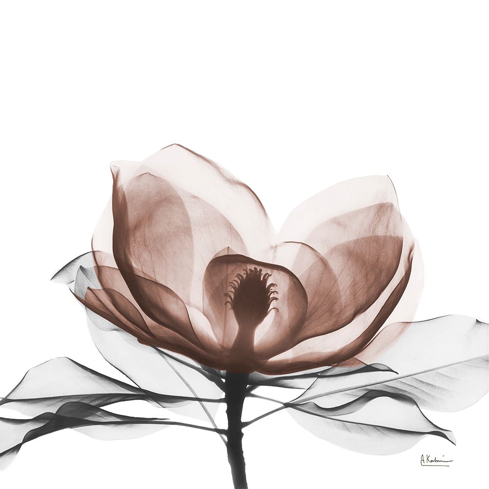Mocha Magnolia Bloom 1 art print by Albert Koetsier for $57.95 CAD