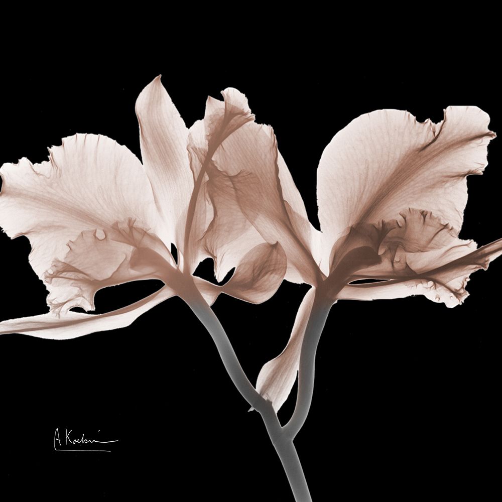 Mocha Orchid 1 V2 art print by Albert Koetsier for $57.95 CAD