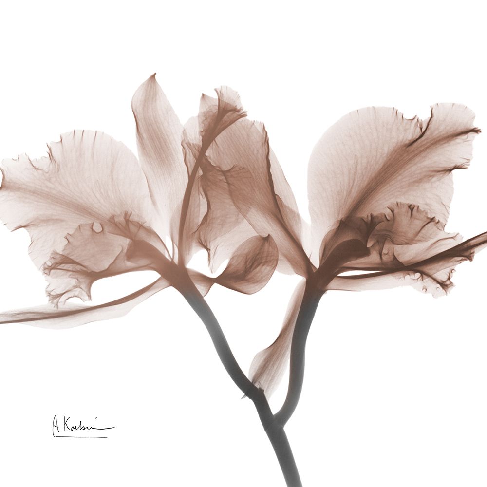 Mocha Orchid 1 art print by Albert Koetsier for $57.95 CAD