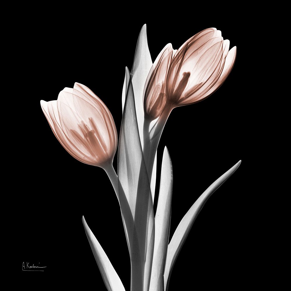 Enchanted Mocha Tulips 1 V2 art print by Albert Koetsier for $57.95 CAD