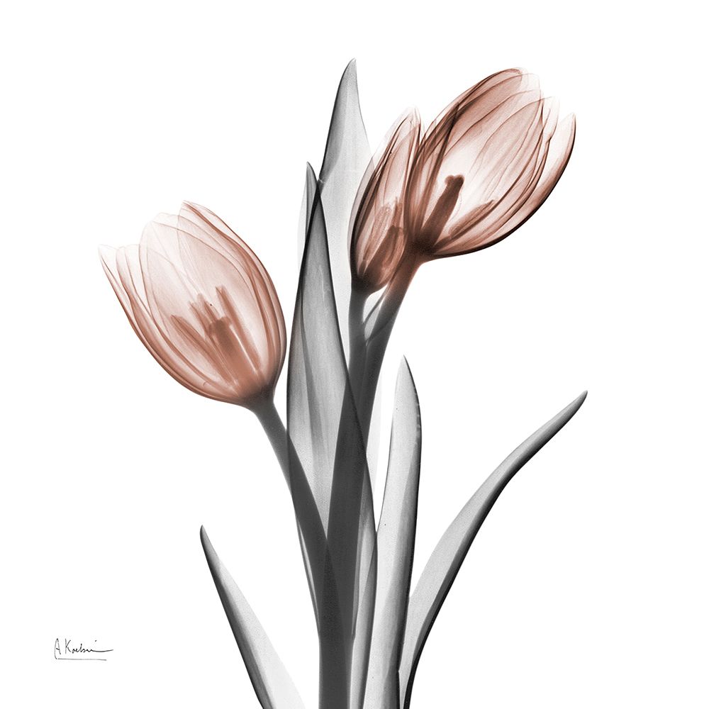 Enchanted Mocha Tulips 1 art print by Albert Koetsier for $57.95 CAD