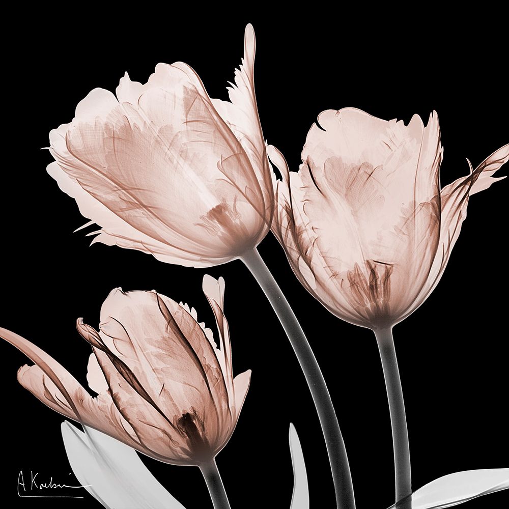 Spectacular Mocha Trio 1 V2 art print by Albert Koetsier for $57.95 CAD