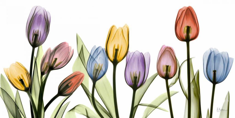 Tulipscape art print by Albert Koetsier for $57.95 CAD
