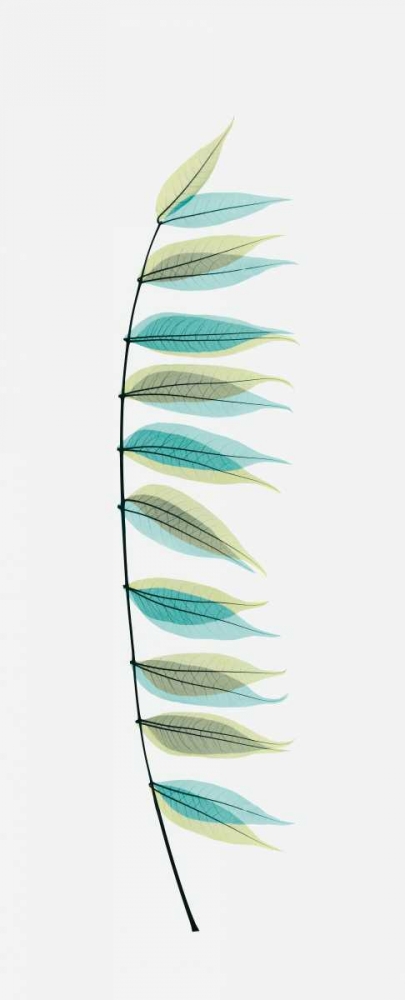 Chinese Pistachio art print by Albert Koetsier for $57.95 CAD