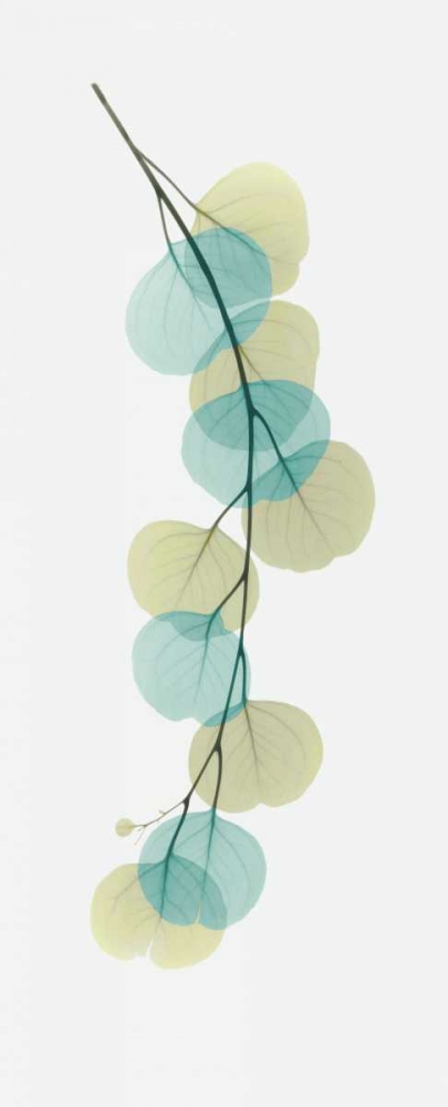 Citrus Eucalyptus art print by Albert Koetsier for $57.95 CAD