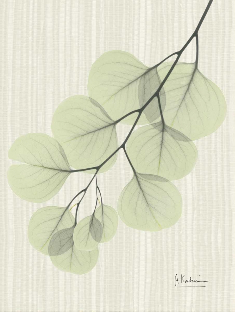 Eucalyptus E196 art print by Albert Koetsier for $57.95 CAD