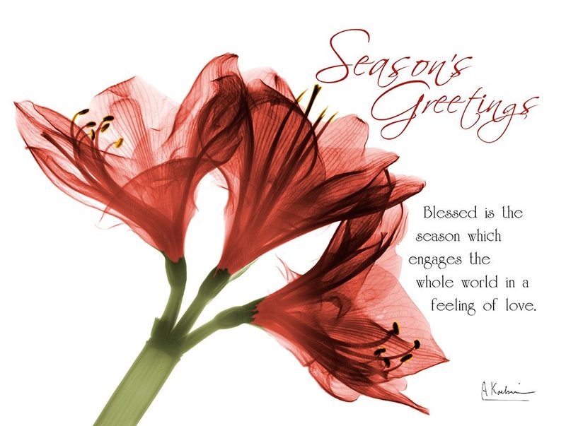 Xmas Amaryllis art print by Albert Koetsier for $57.95 CAD