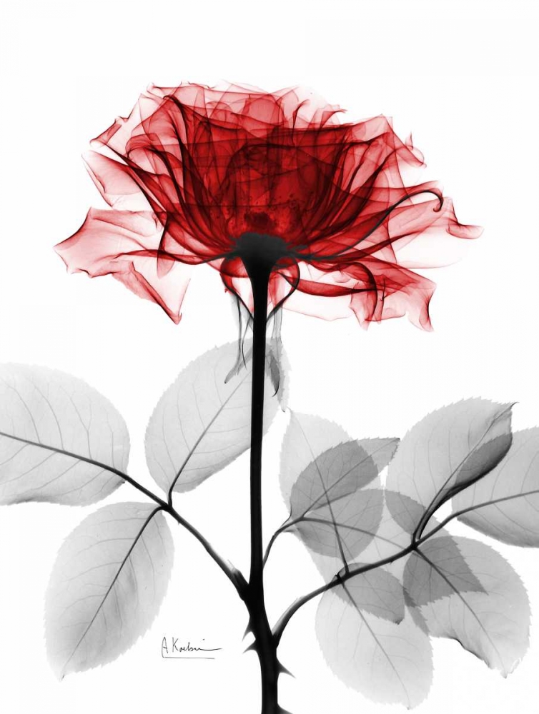 Rose 18 art print by Albert Koetsier for $57.95 CAD