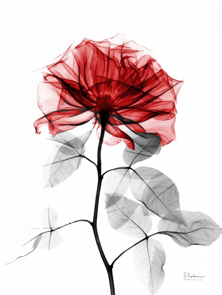 Rose 32 art print by Albert Koetsier for $57.95 CAD