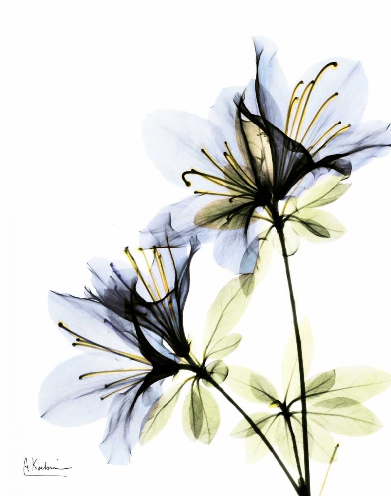 Azalea Duo art print by Albert Koetsier for $57.95 CAD