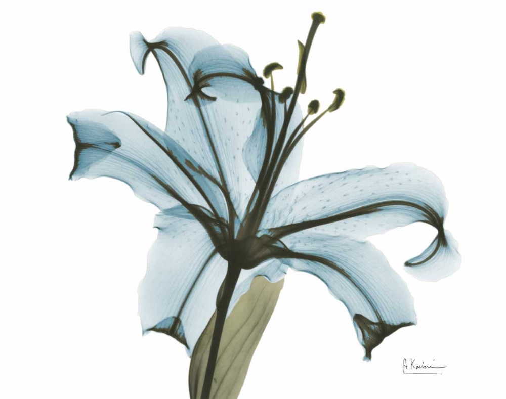 Teal Lily art print by Albert Koetsier for $57.95 CAD