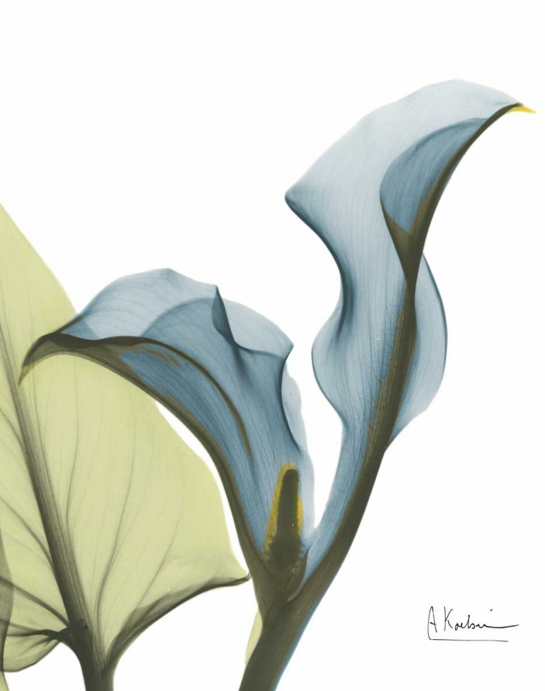 Calla Blues art print by Albert Koetsier for $57.95 CAD