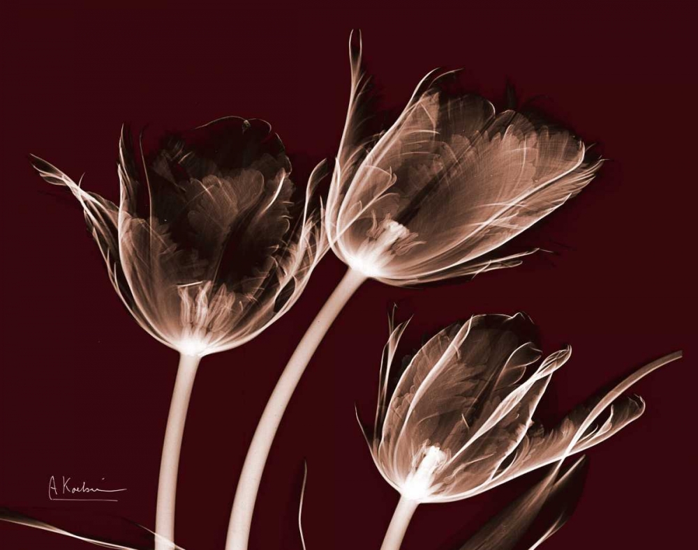 Crimson Tulips art print by Albert Koetsier for $57.95 CAD