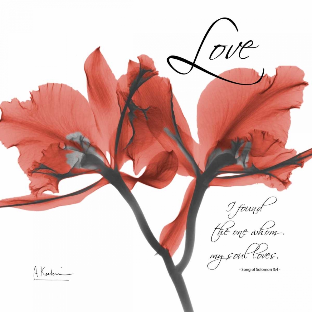 Royal Red Orchid - Love Again art print by Albert Koetsier for $57.95 CAD