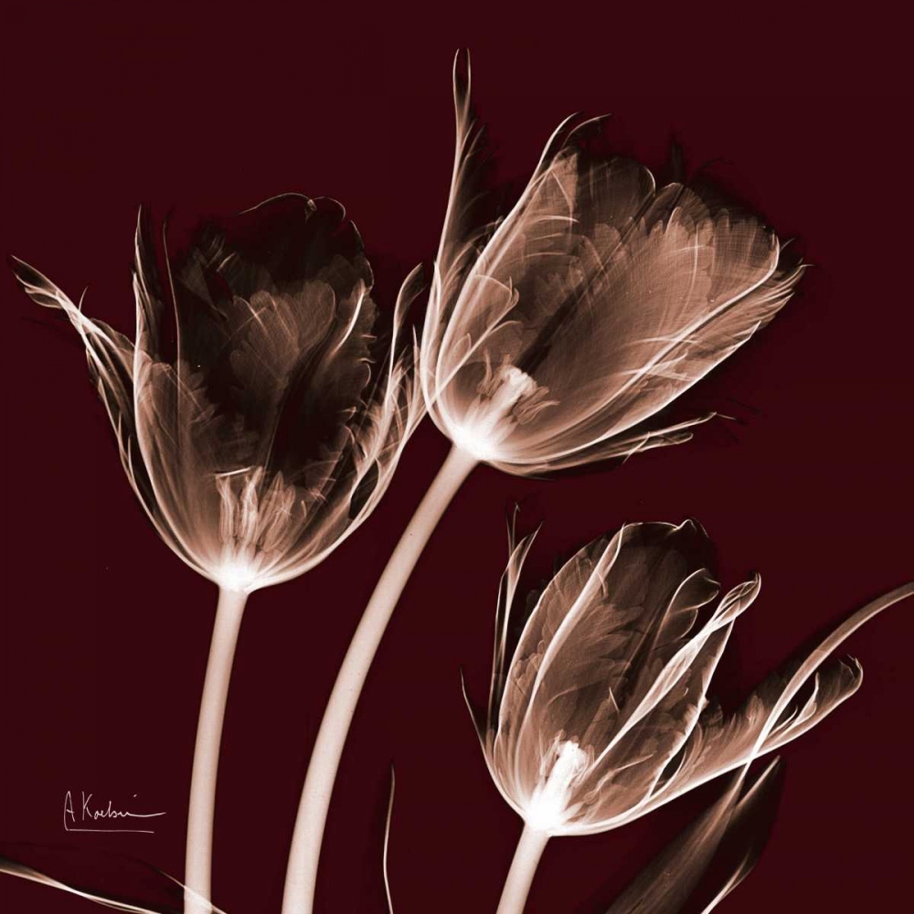 Tabitha Tulip Trio art print by Albert Koetsier for $57.95 CAD