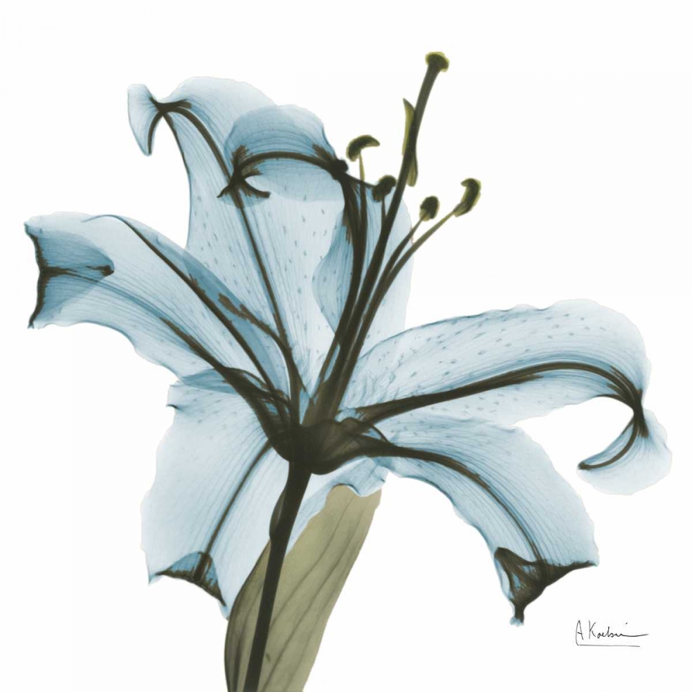 May Lily art print by Albert Koetsier for $57.95 CAD