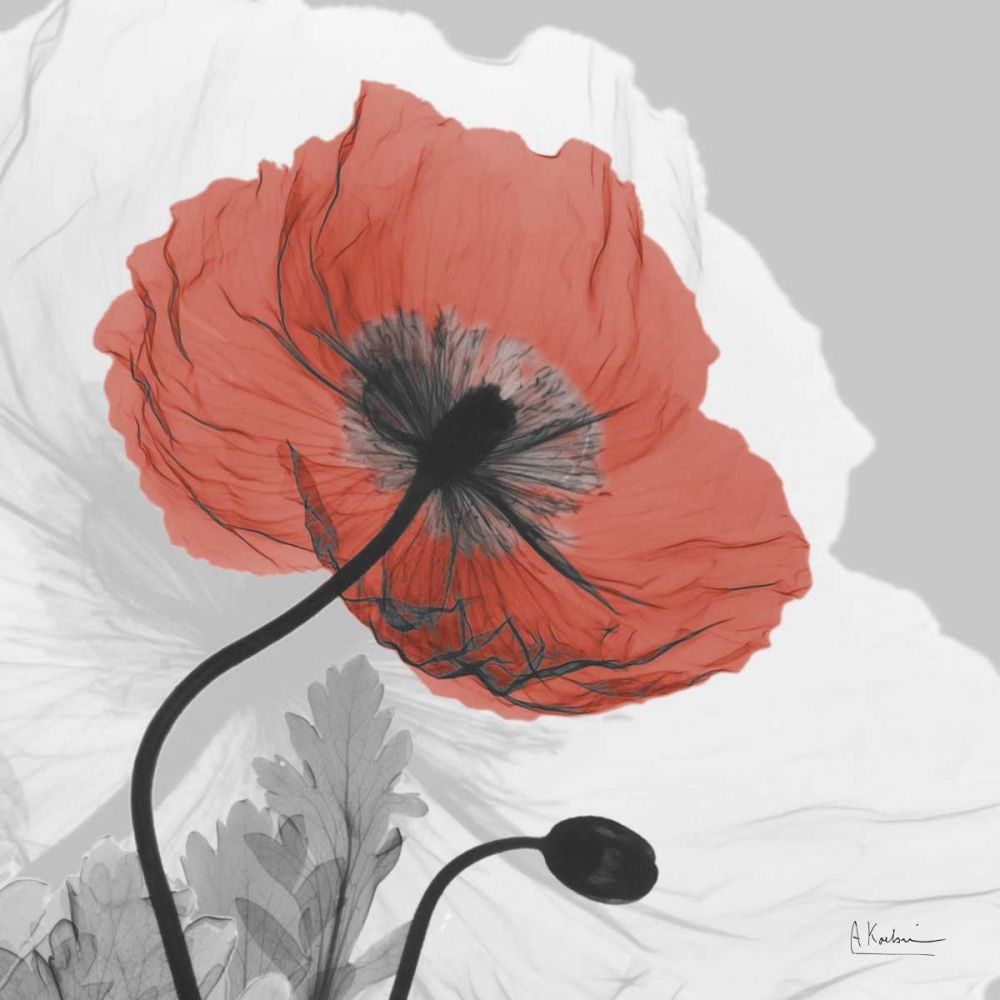 Poppy Prince art print by Albert Koetsier for $57.95 CAD