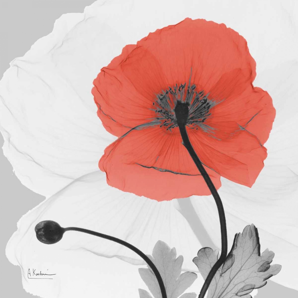 Poppy Princess art print by Albert Koetsier for $57.95 CAD