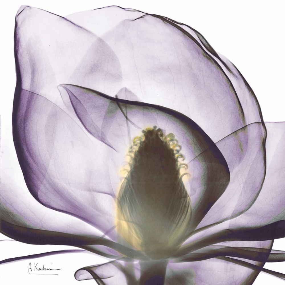 Precious Orchid in Purple Close art print by Albert Koetsier for $57.95 CAD