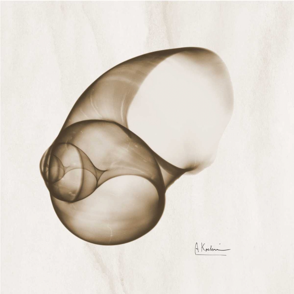 Brown Shell  Single art print by Albert Koetsier for $57.95 CAD