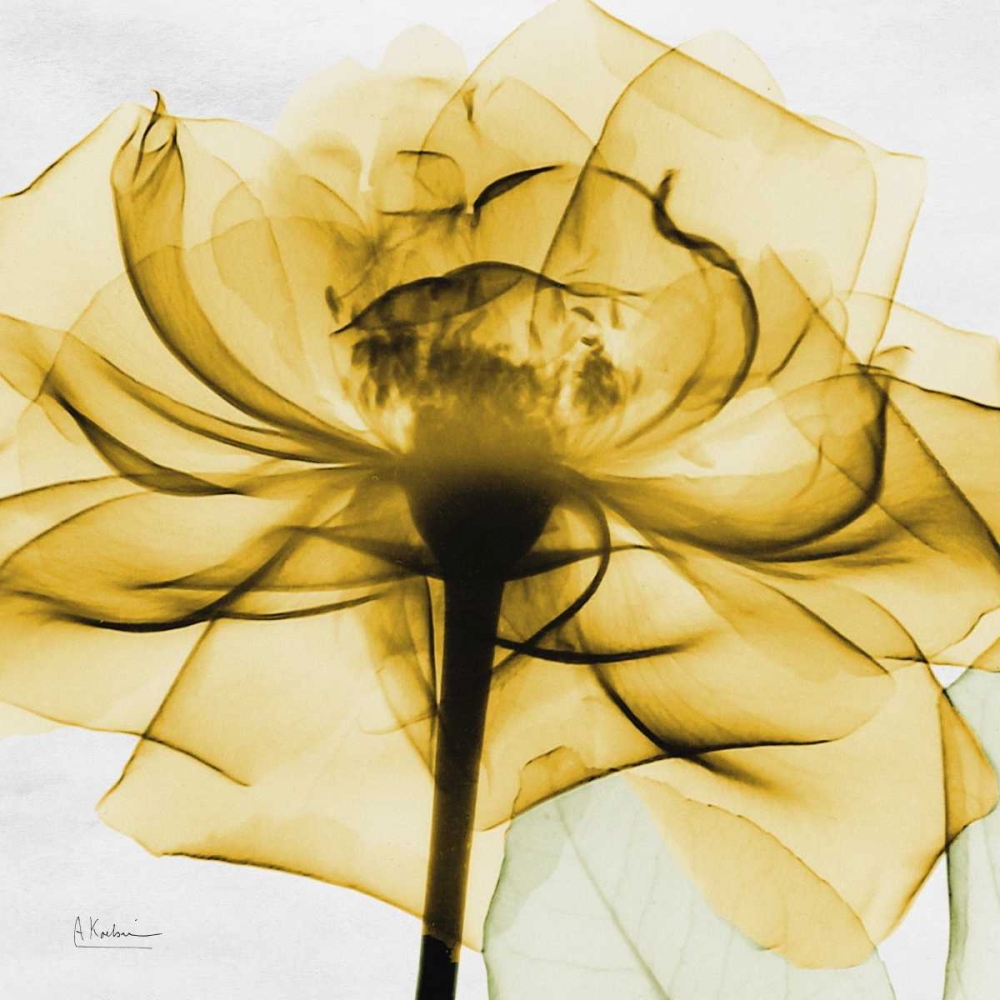 Golden Rose art print by Albert Koetsier for $57.95 CAD
