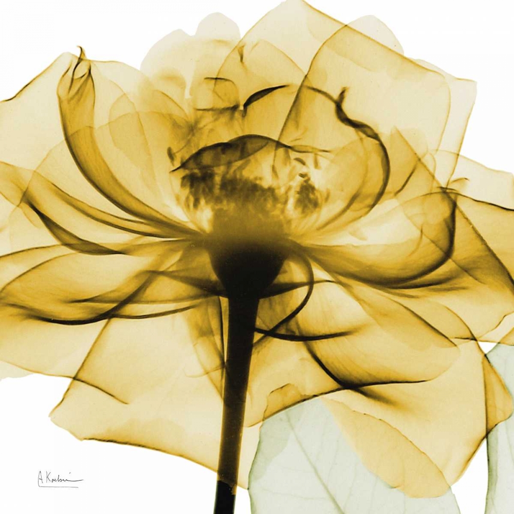 Golden Rose art print by Albert Koetsier for $57.95 CAD