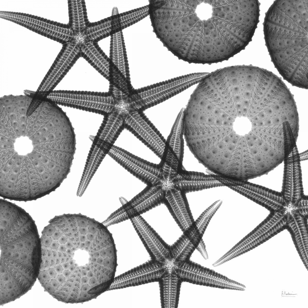 Starfish Sea Urchins F82 art print by Albert Koetsier for $57.95 CAD
