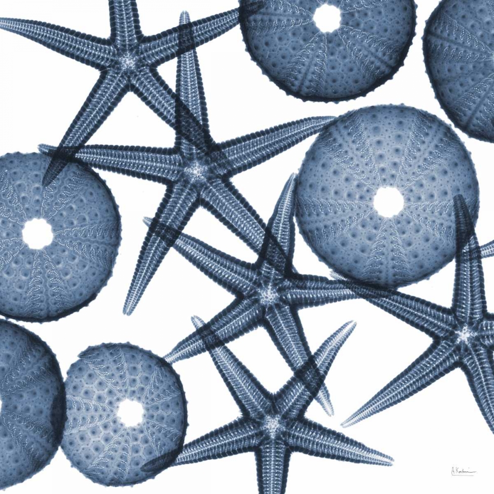 Collage of Starfish and Sea Urchins art print by Albert Koetsier for $57.95 CAD