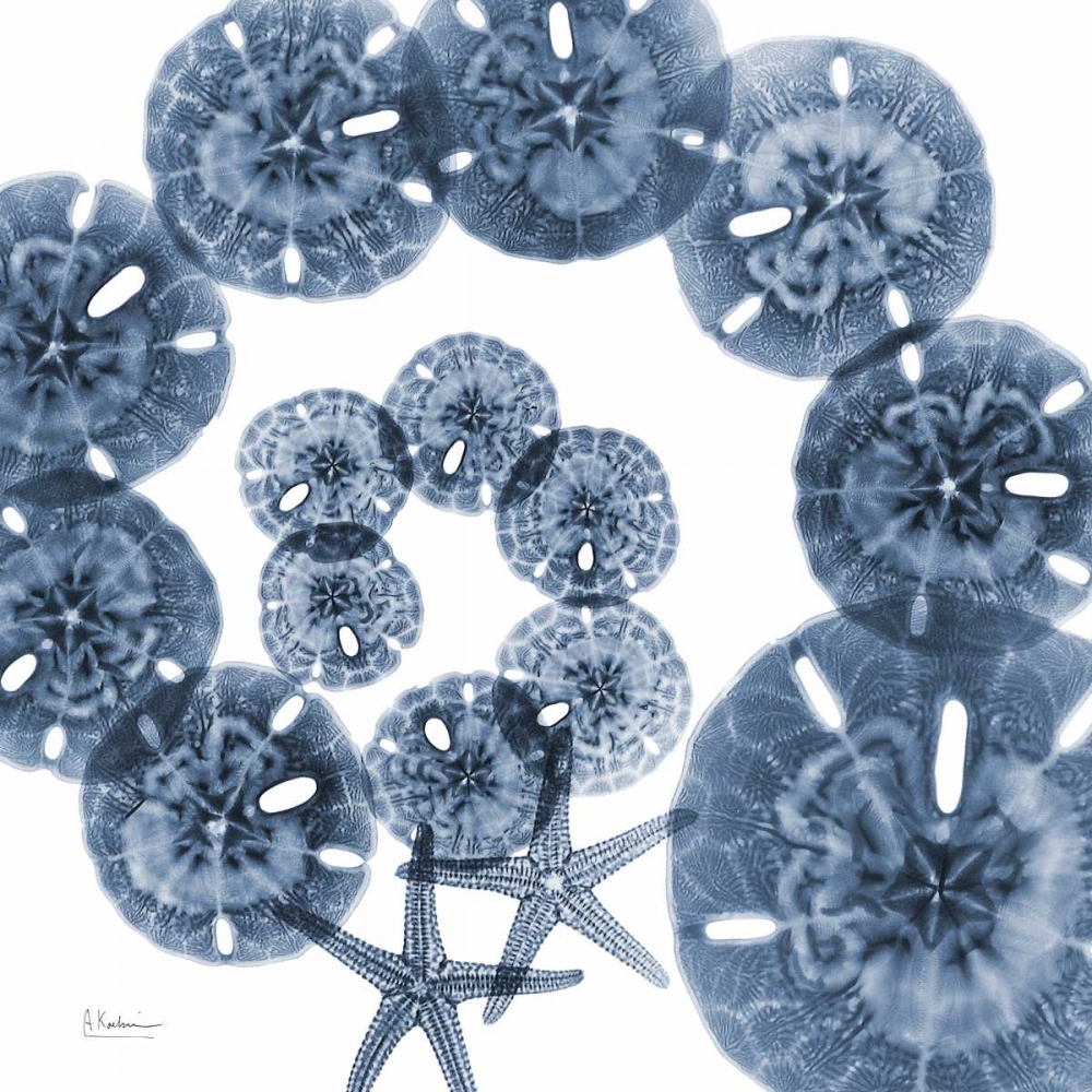 Collage of  Sand Dollars and Starfish art print by Albert Koetsier for $57.95 CAD
