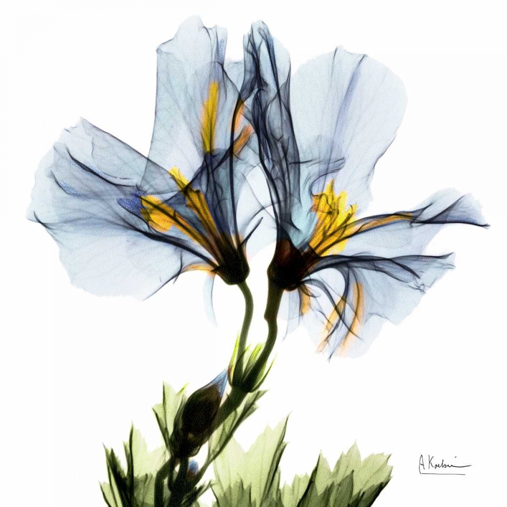 Blue Azalea in Bloom art print by Albert Koetsier for $57.95 CAD