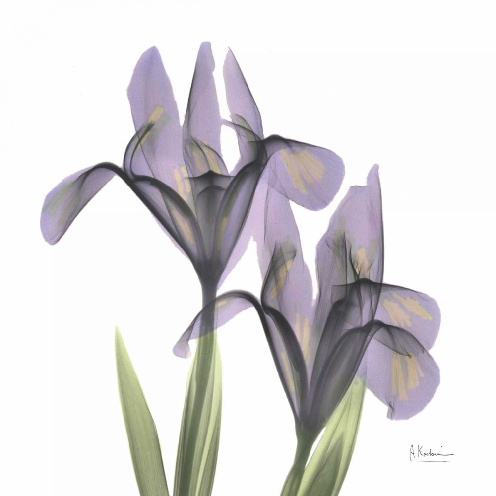 A Gift of Flowers in Purple art print by Albert Koetsier for $57.95 CAD