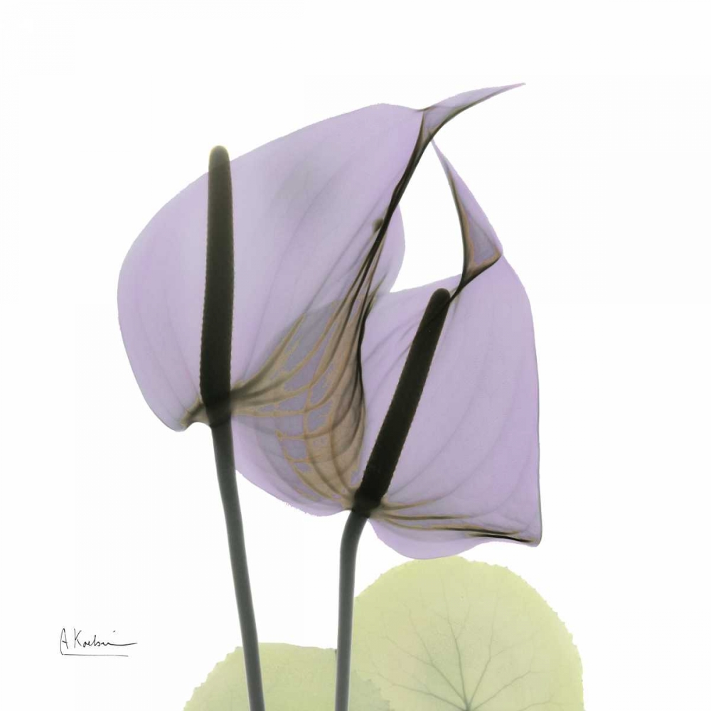 A Gift of Flowers in Lavender art print by Albert Koetsier for $57.95 CAD