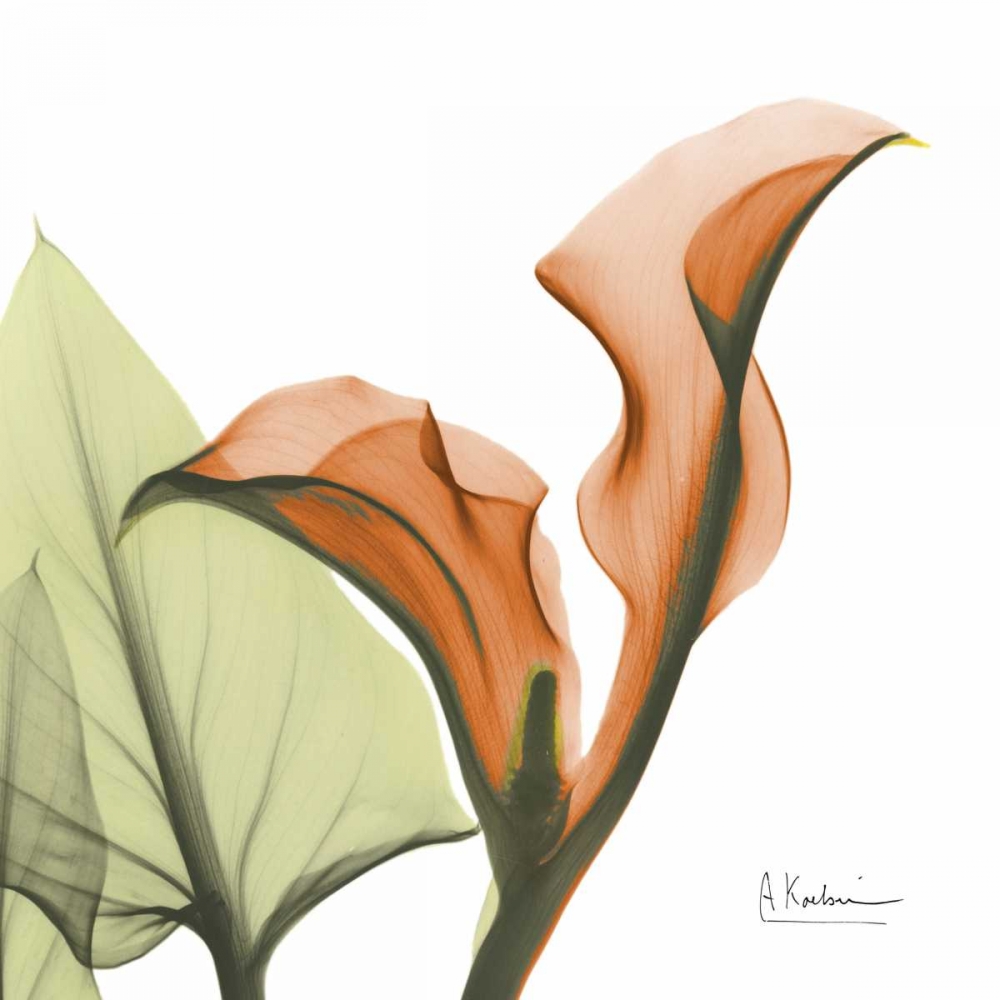 A Gift of Calla Lilies in Orange art print by Albert Koetsier for $57.95 CAD