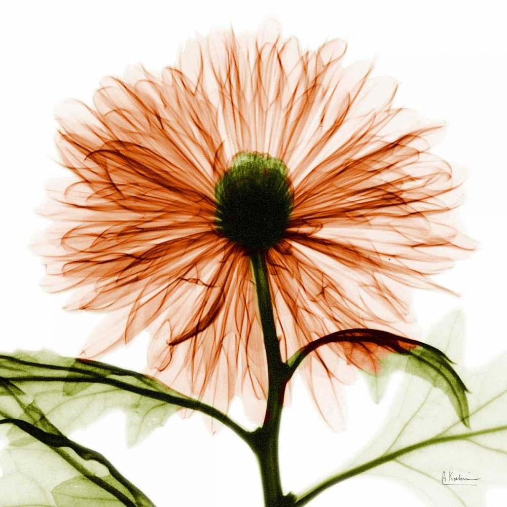 Chrysanthemum art print by Albert Koetsier for $57.95 CAD