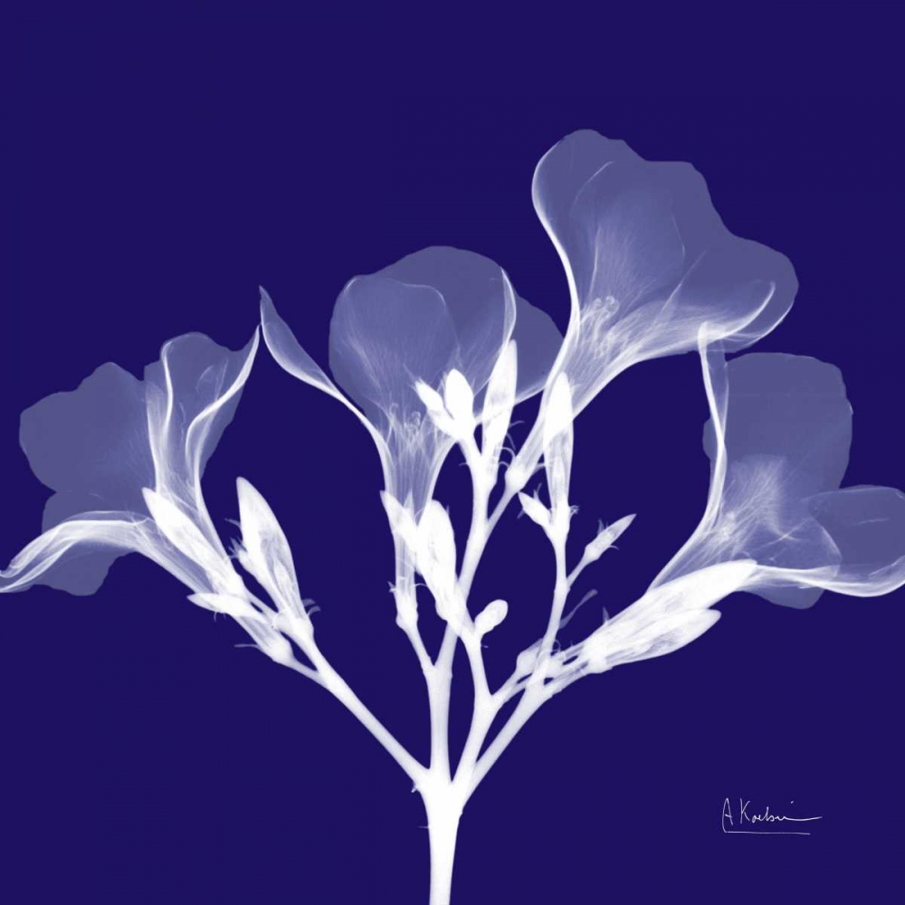 Crocuss White on Purple art print by Albert Koetsier for $57.95 CAD
