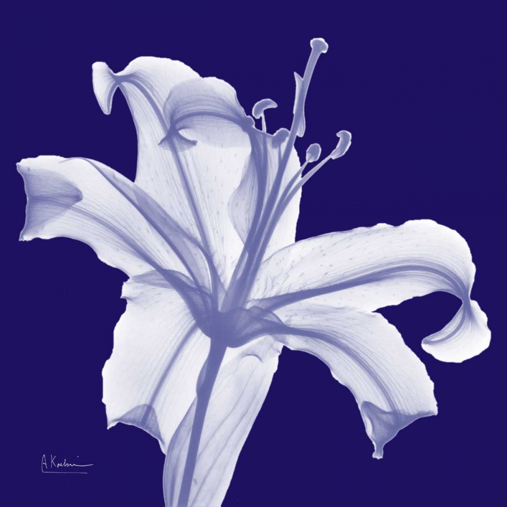 Lily White on Purple art print by Albert Koetsier for $57.95 CAD