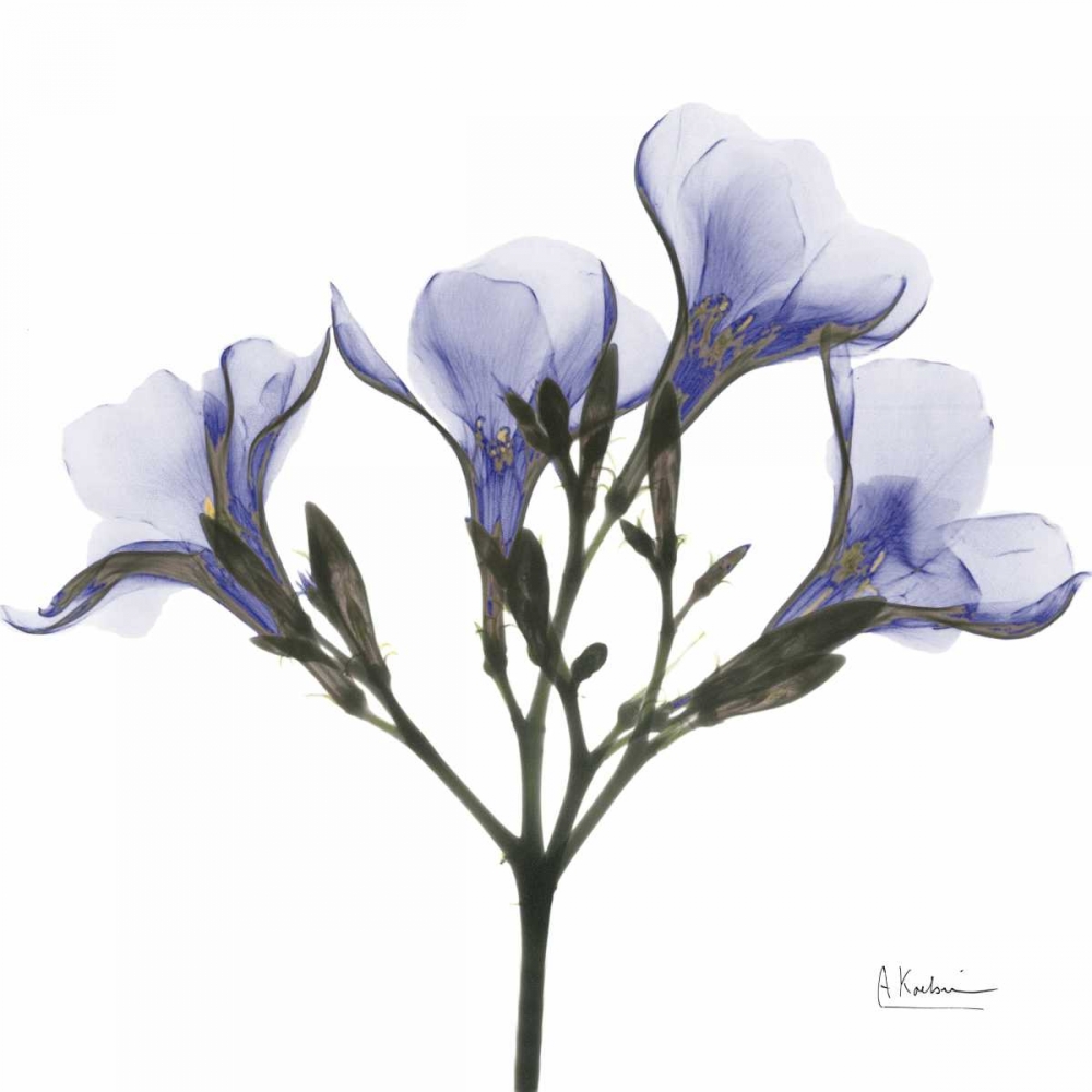 Crocuss in Purple art print by Albert Koetsier for $57.95 CAD