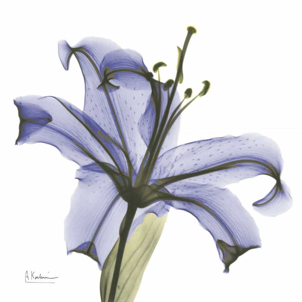 Lily in  Purple art print by Albert Koetsier for $57.95 CAD