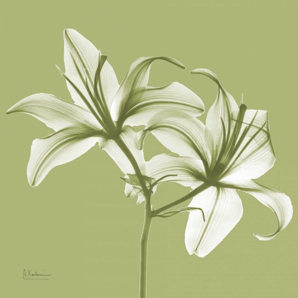 Twin Lilies on Pale Green art print by Albert Koetsier for $57.95 CAD