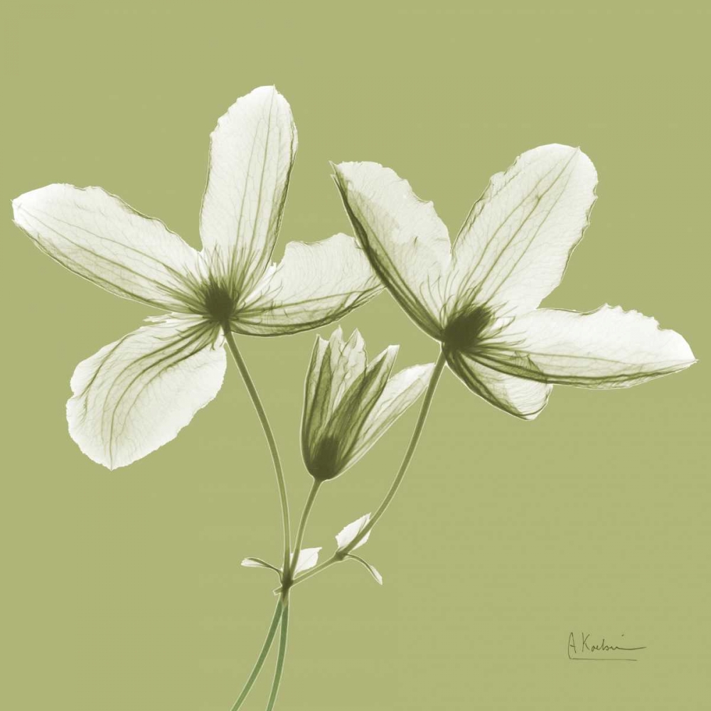 Twin Buds on Pale Green art print by Albert Koetsier for $57.95 CAD
