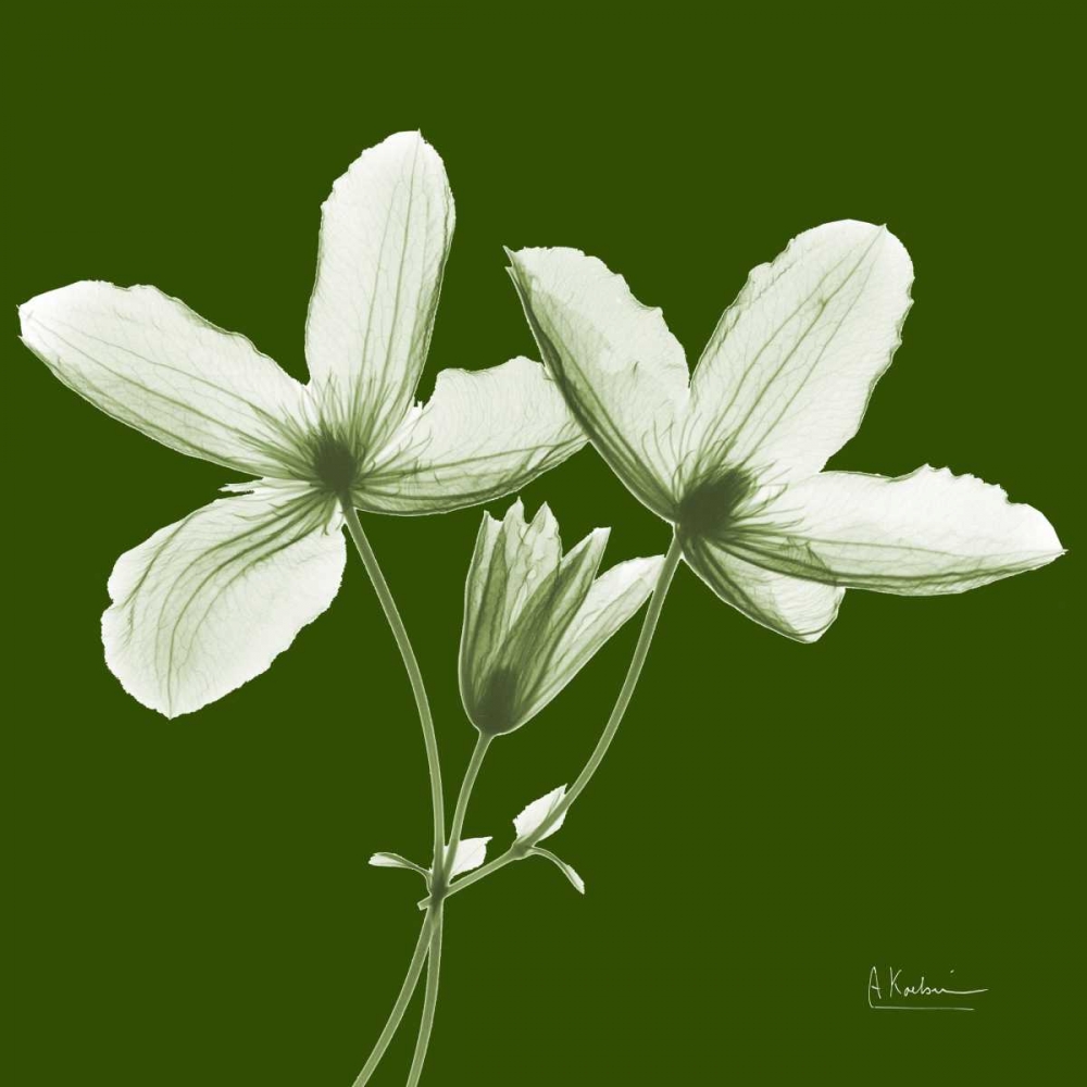 Twin Buds on Green art print by Albert Koetsier for $57.95 CAD